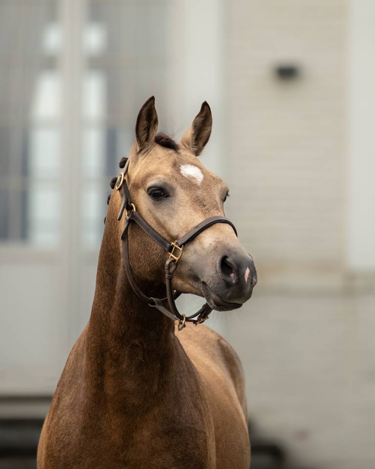 Poulain m&acirc;le de 2025 avec avenir sportif