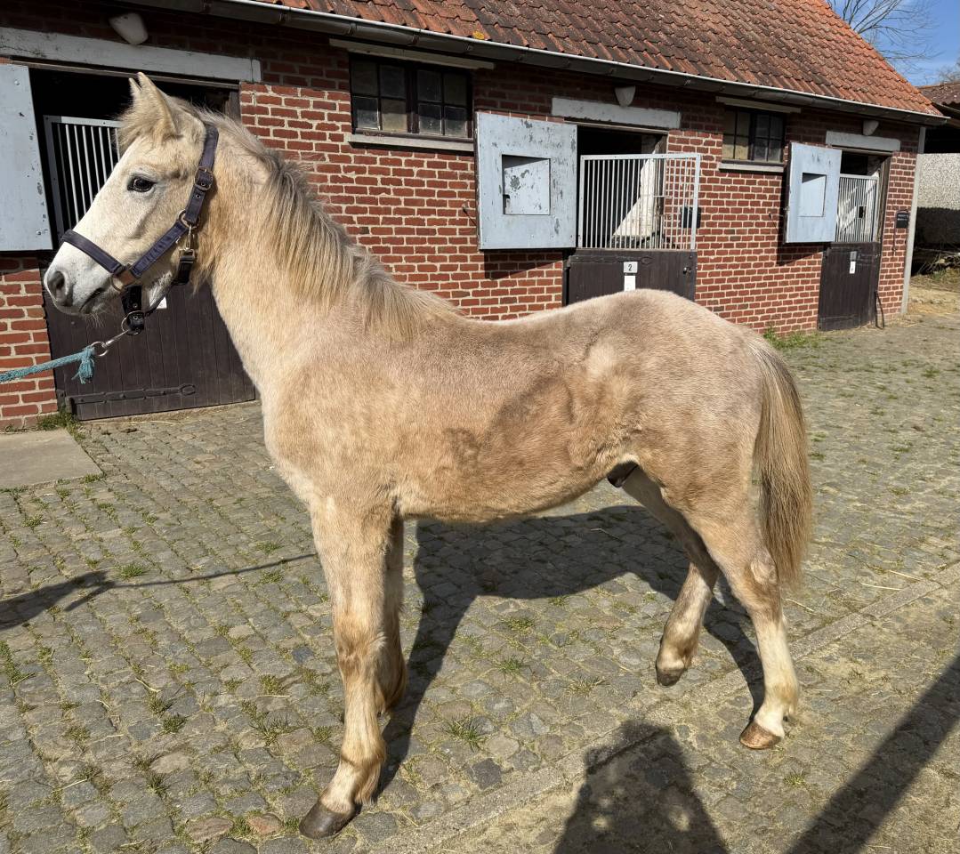 Poulain m&acirc;le de 2025 avec avenir sportif