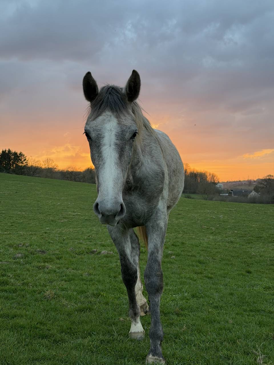 Pouliche CSO 2 ans &ndash; Origines sport &ndash; SBS