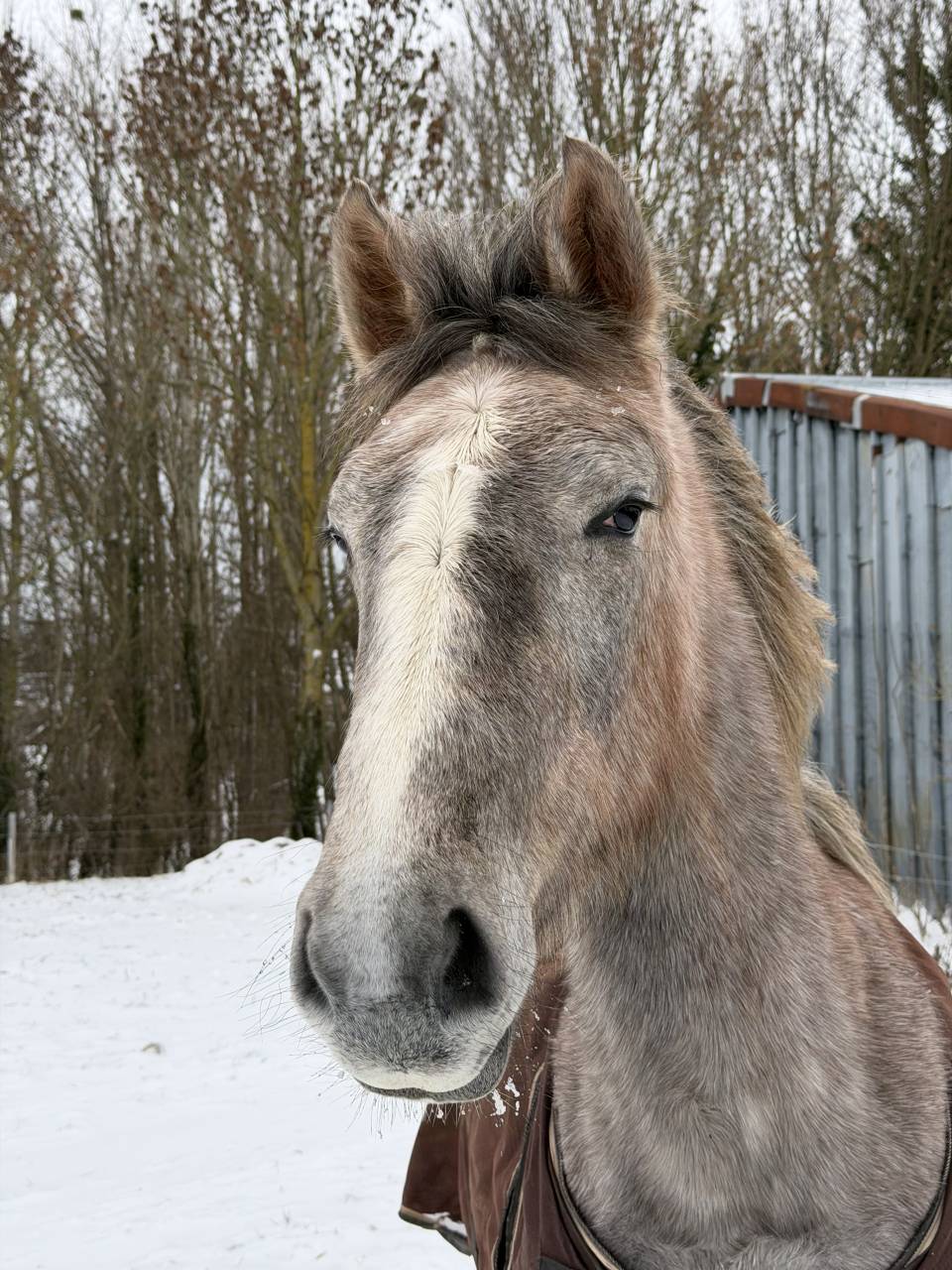 Pouliche CSO 2 ans &ndash; Origines sport &ndash; SBS