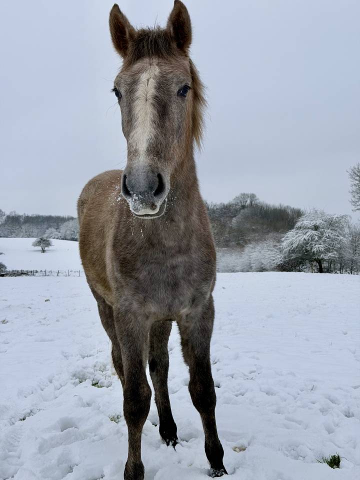 Pouliche CSO 2 ans &ndash; Origines sport &ndash; SBS