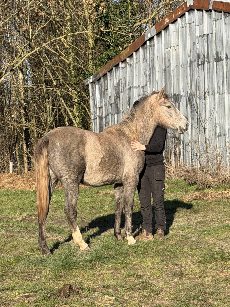 Pouliche CSO 2 ans &ndash; Origines sport &ndash; SBS