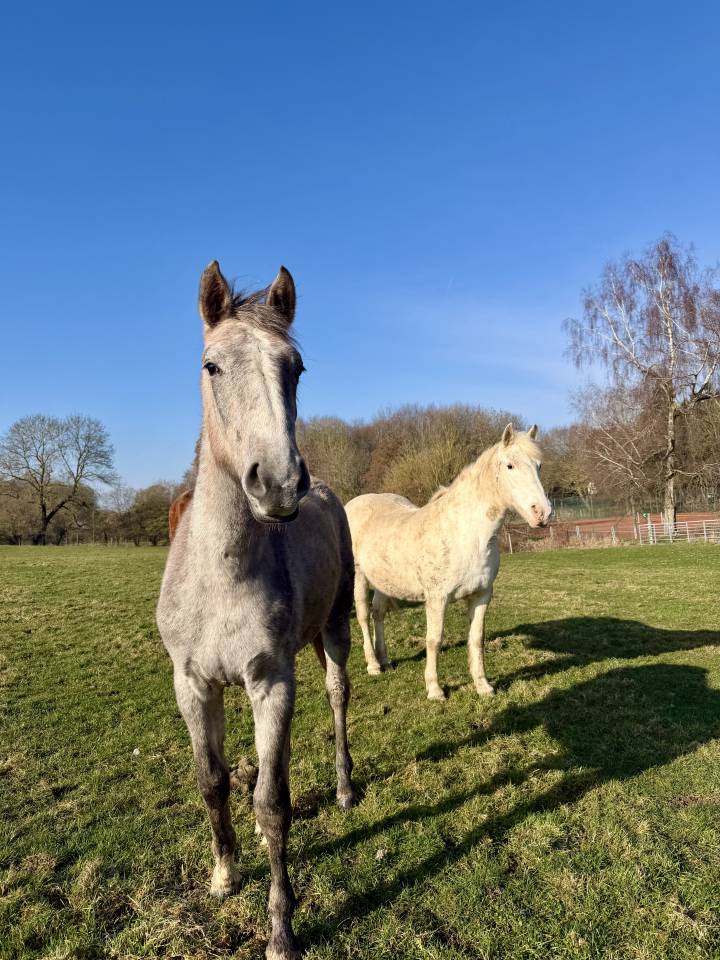 Pouliche CSO 2 ans &ndash; Origines sport &ndash; SBS