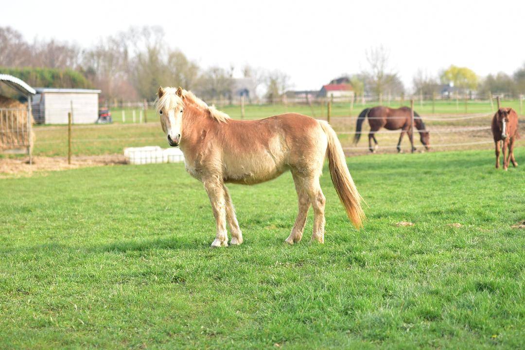 JUMENT HAFLINGER