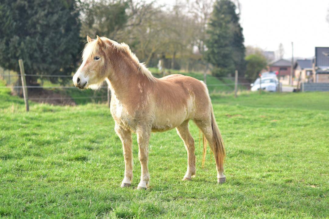 JUMENT HAFLINGER