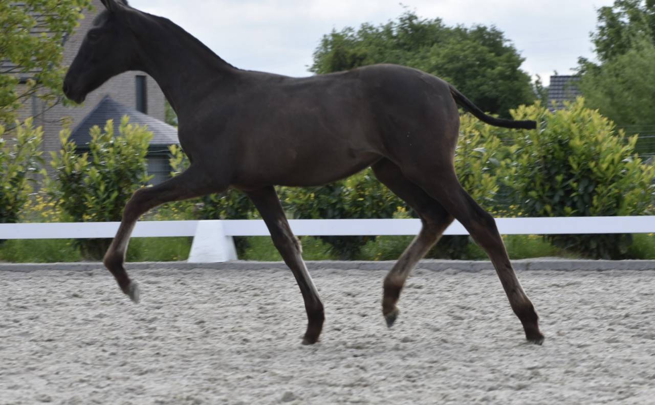  Pouliche noire pure race espagnole