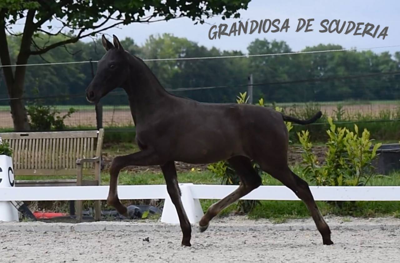  Pouliche noire pure race espagnole