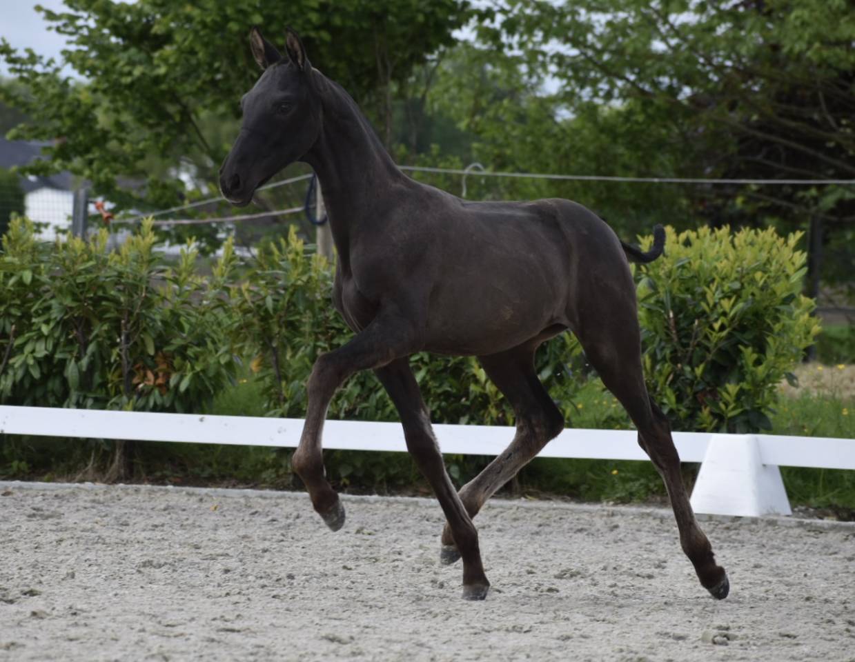  Pouliche noire pure race espagnole