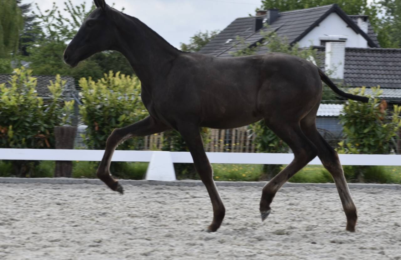  Pouliche noire pure race espagnole