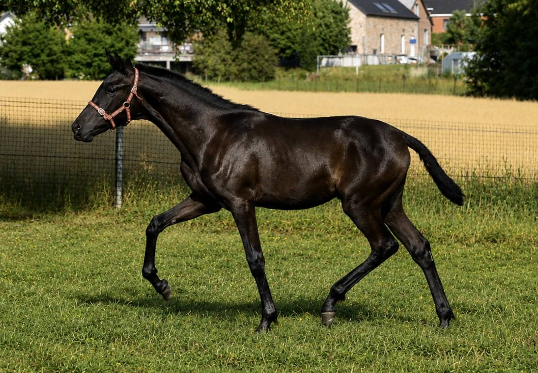  Pouliche noire pure race espagnole