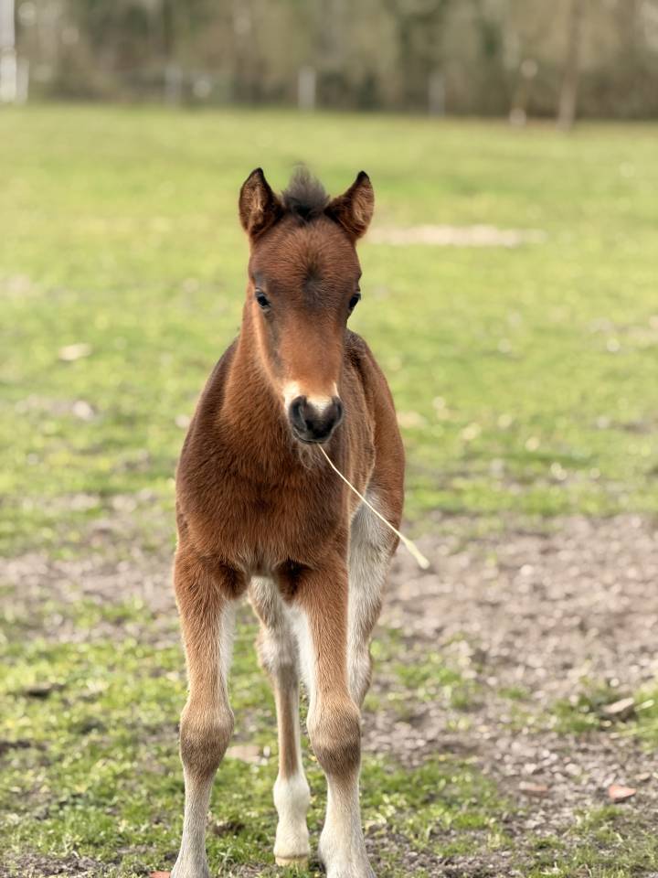 POULAIN 2026 - origines dressage poney