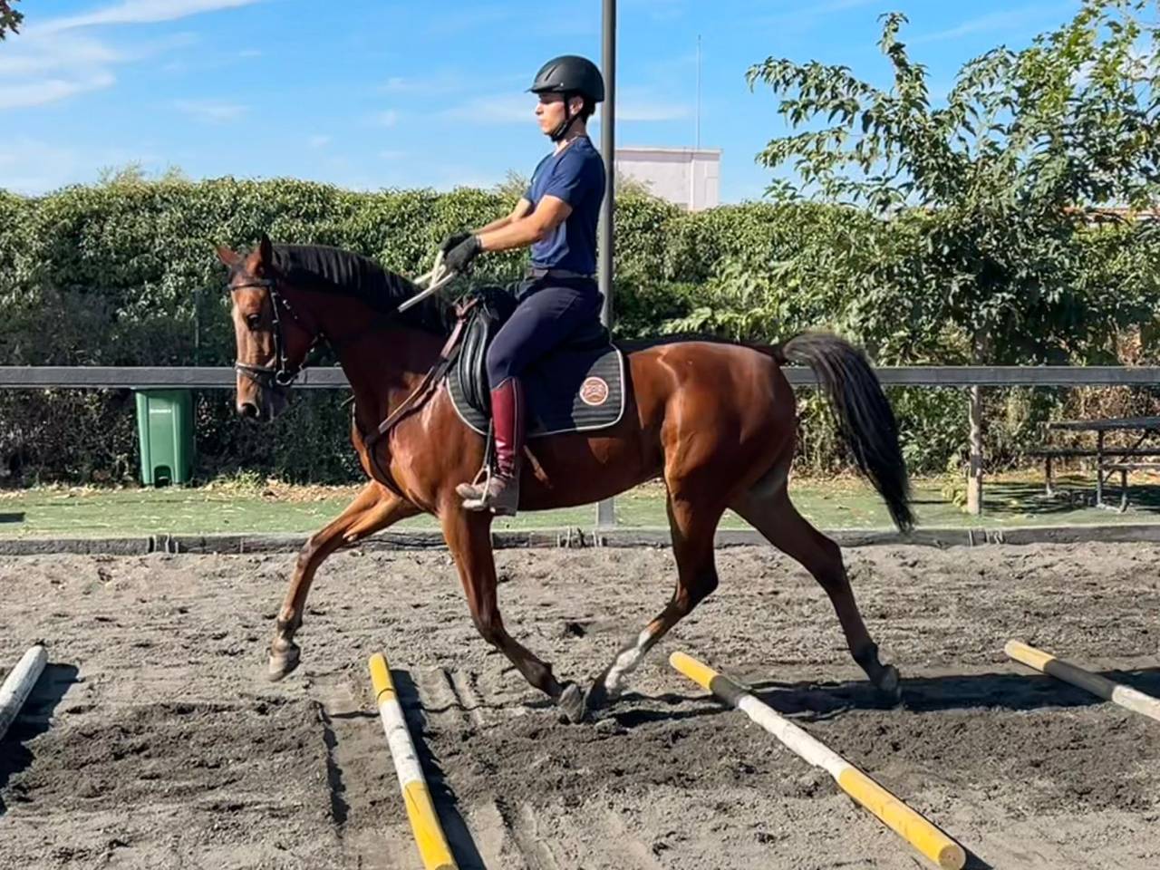 Hongre Anglo-Arabe A vendre 2020 Autre couleur