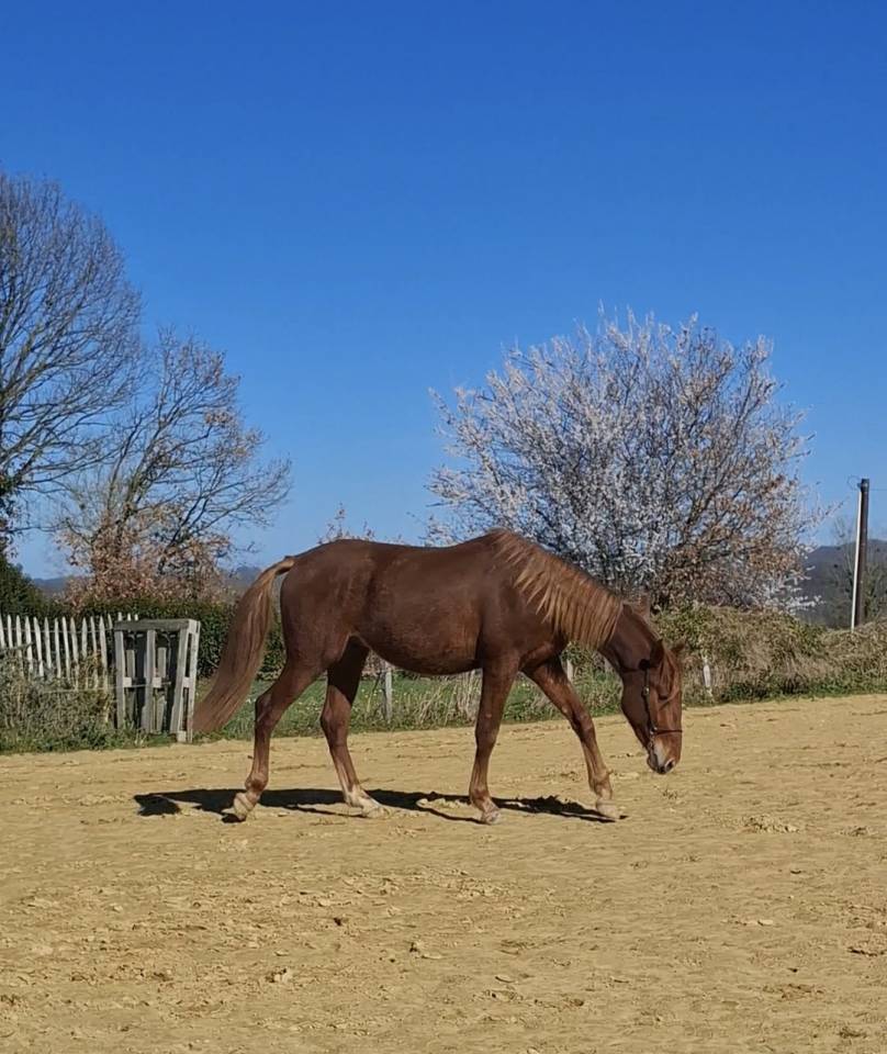 Magnifique PP PRE de 2024