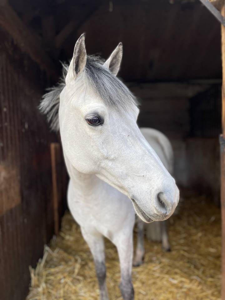 Tr&egrave;s jolie ponette C