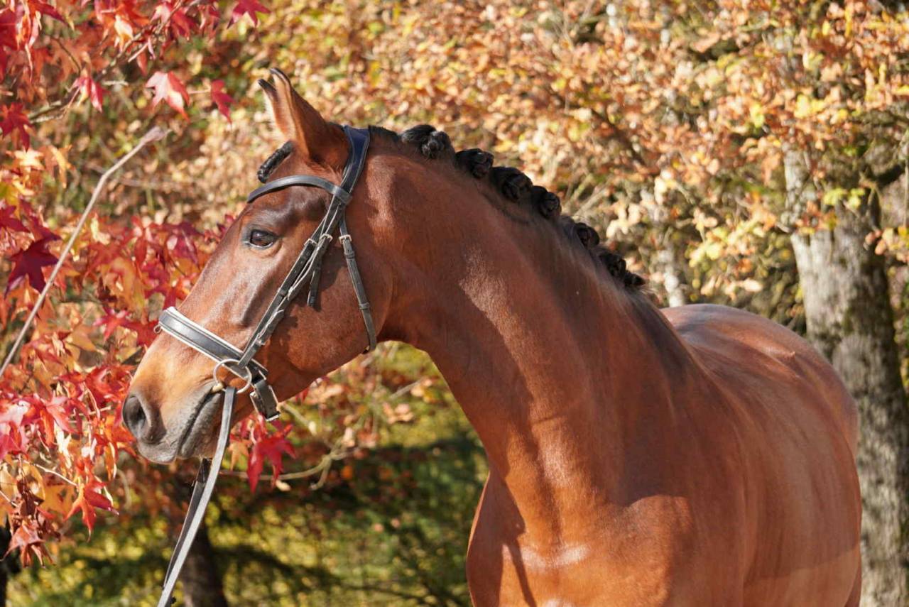 Hongre - PRE - 13 ans - Dressage / GP - France 