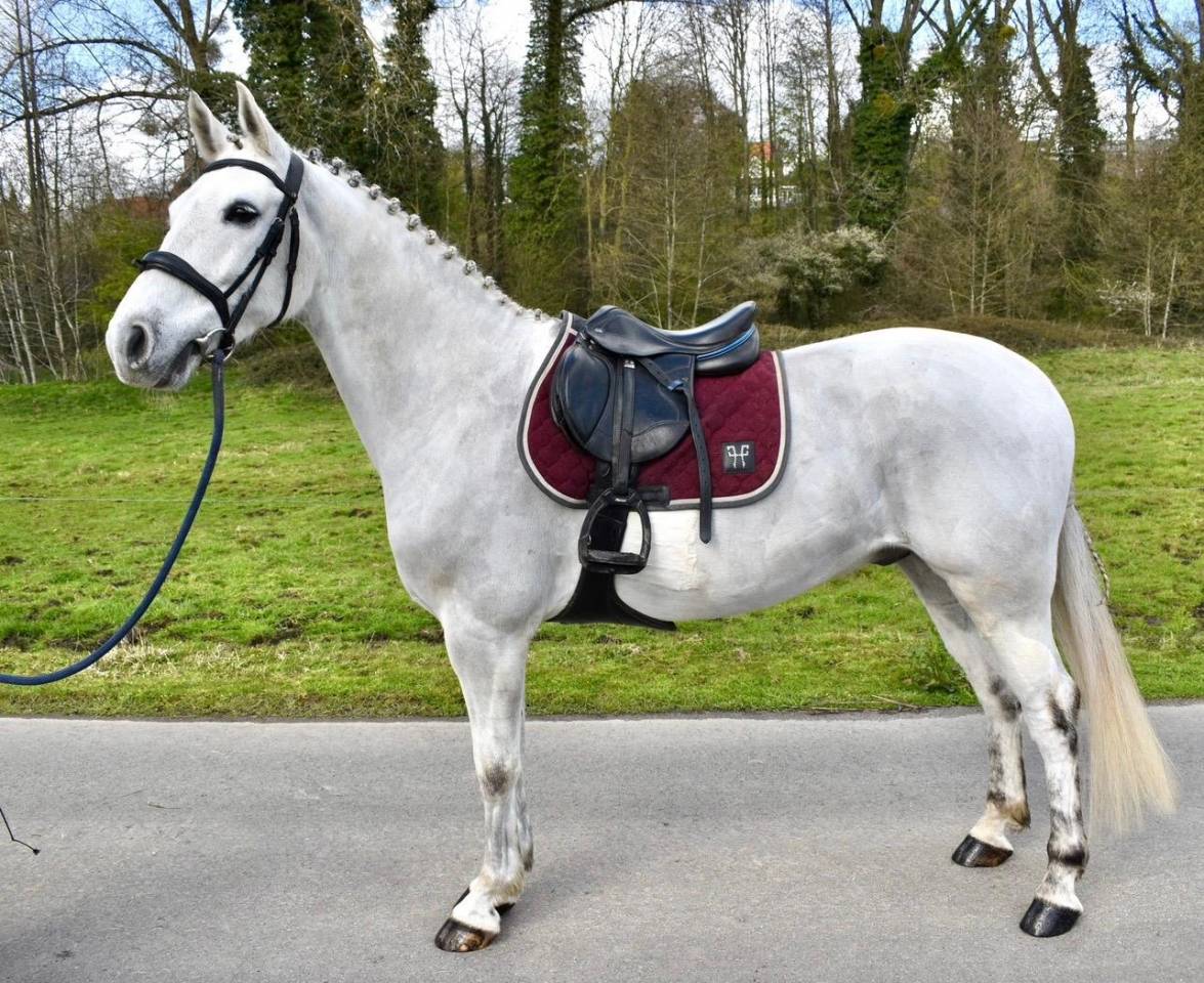 Super poney