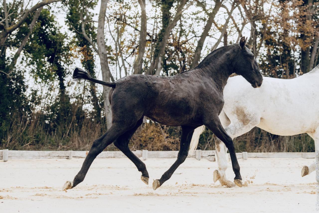Magnifique pouliche lusitanienne 