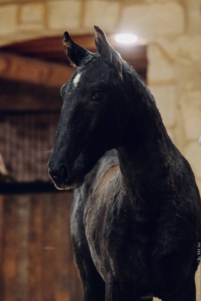 Magnifique pouliche lusitanienne 