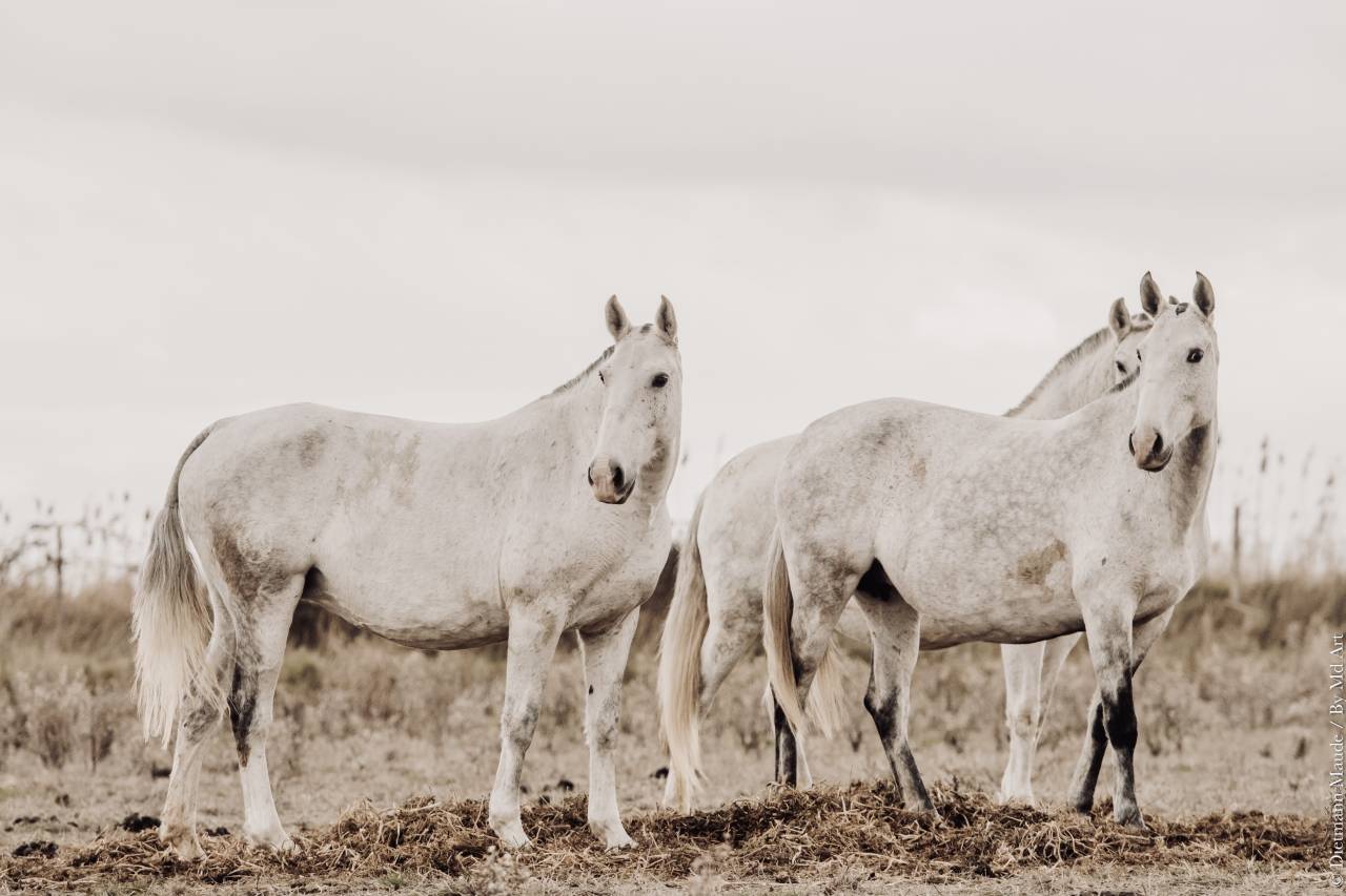Magnifique pouliche lusitanienne 