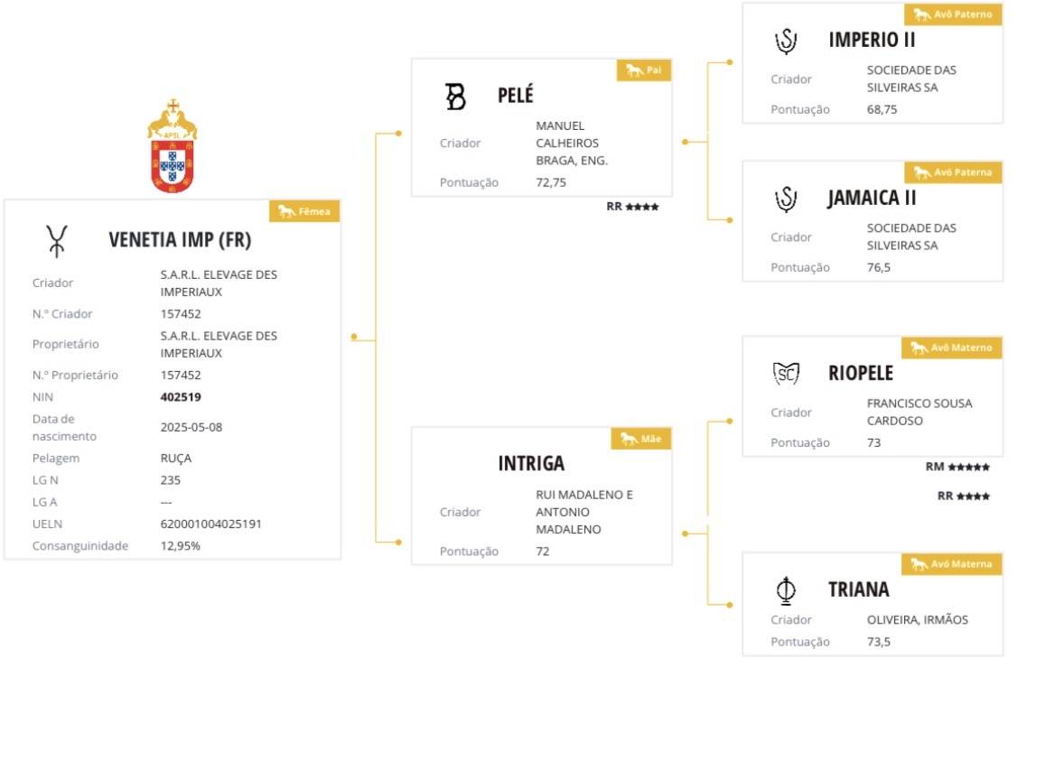 Magnifique pouliche lusitanienne 