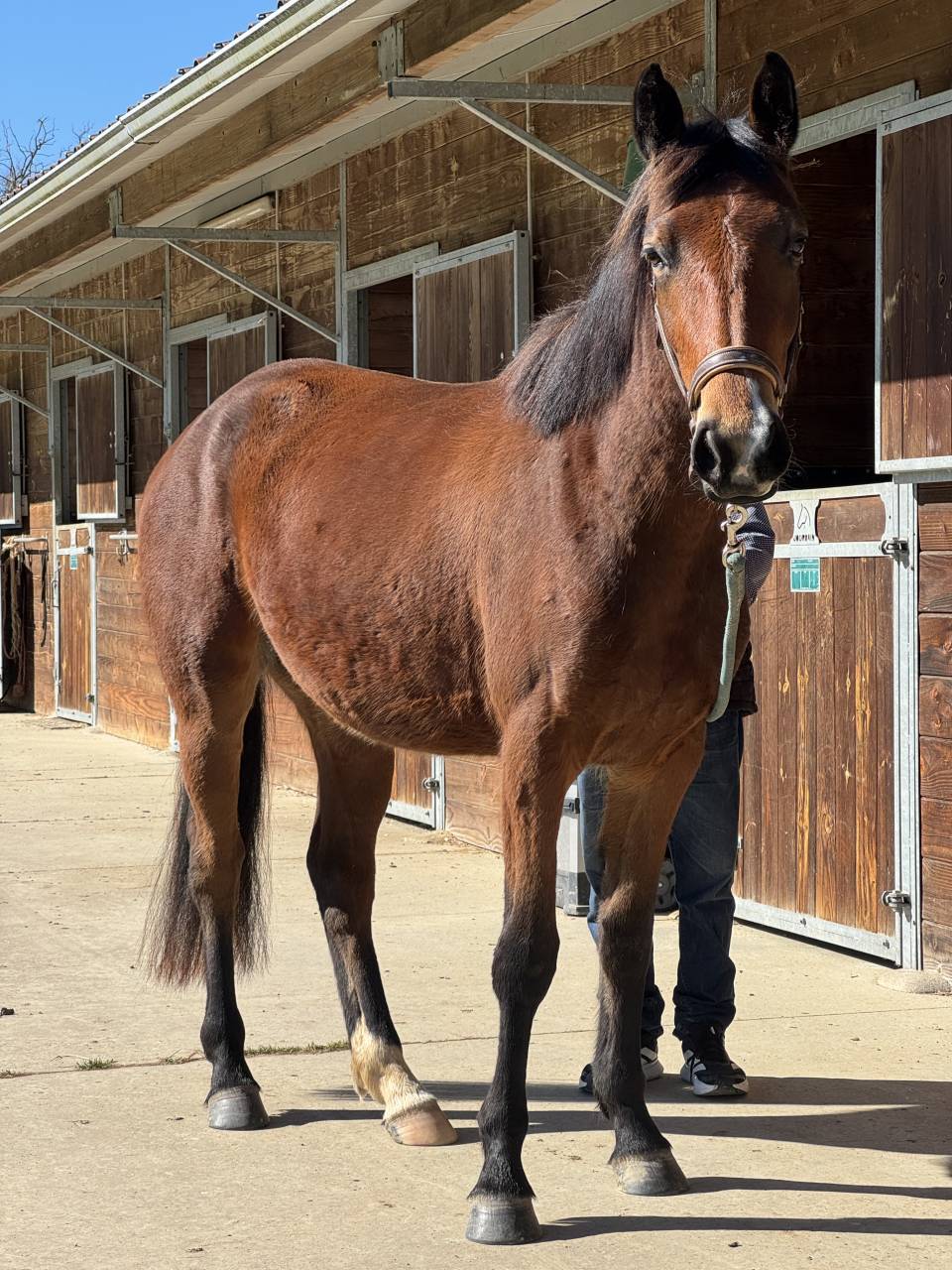 Pouliche de 3 ans lign&eacute;e sport