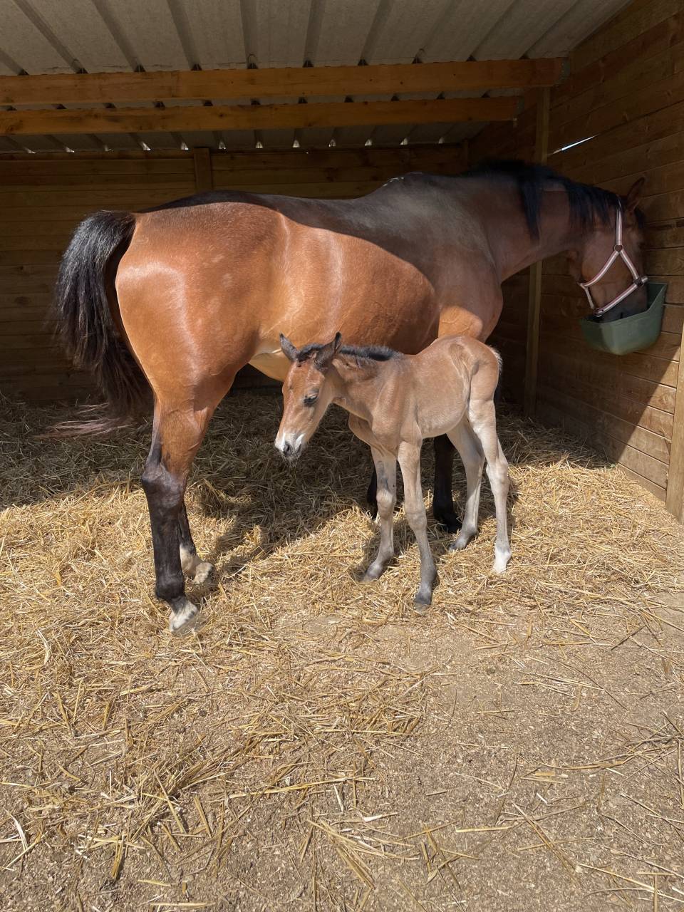 Pouliche de 3 ans lign&eacute;e sport