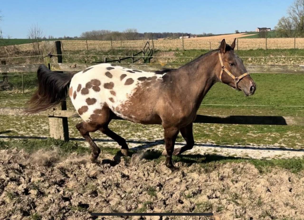 Jument Appaloosa de 2022