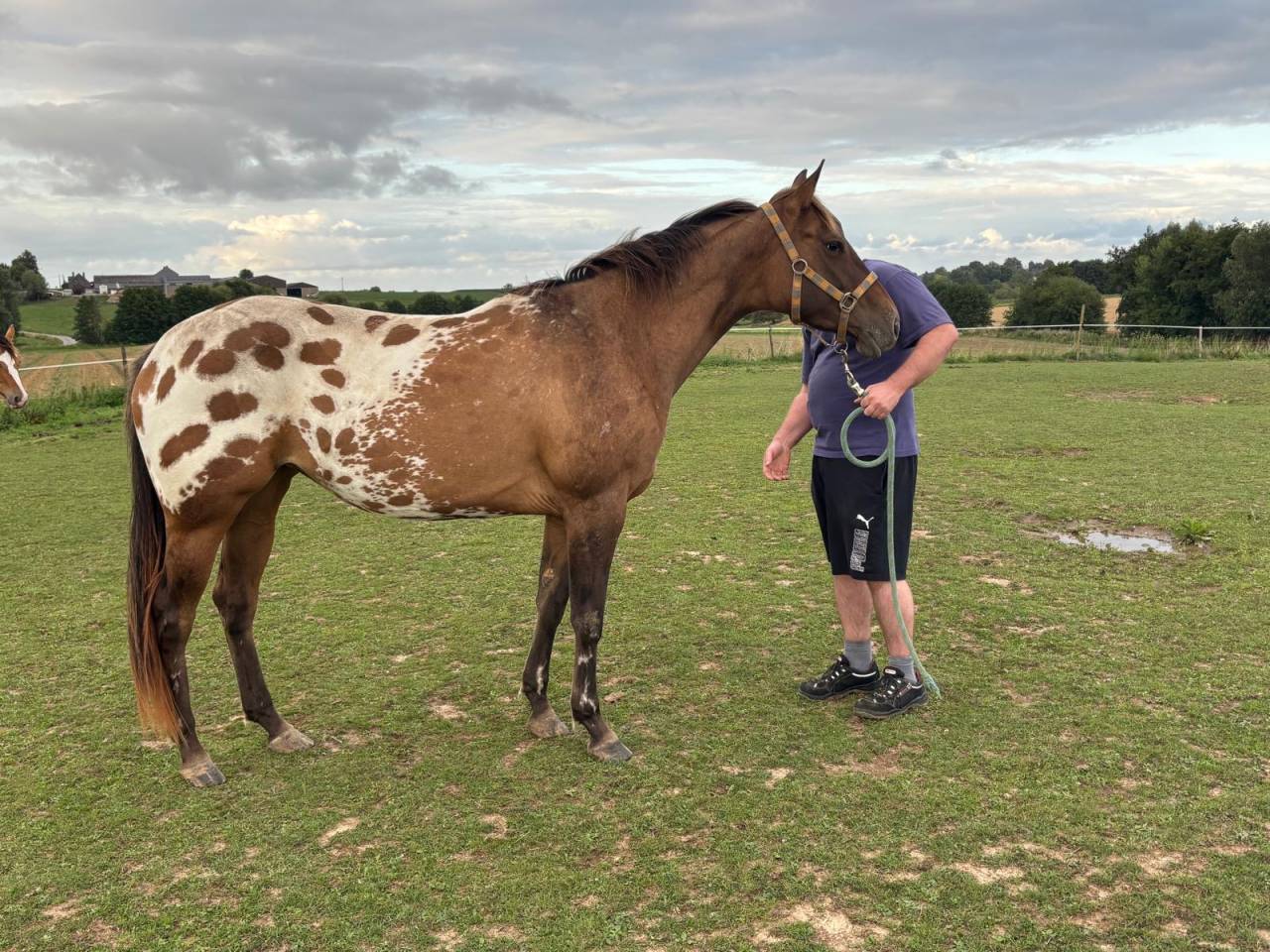 Jument Appaloosa de 2022