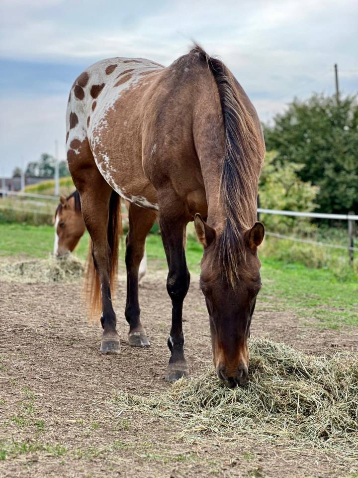 Jument Appaloosa de 2022