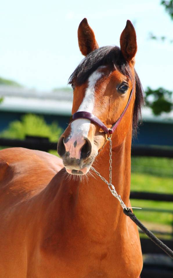 Jument dressage 2 ans 