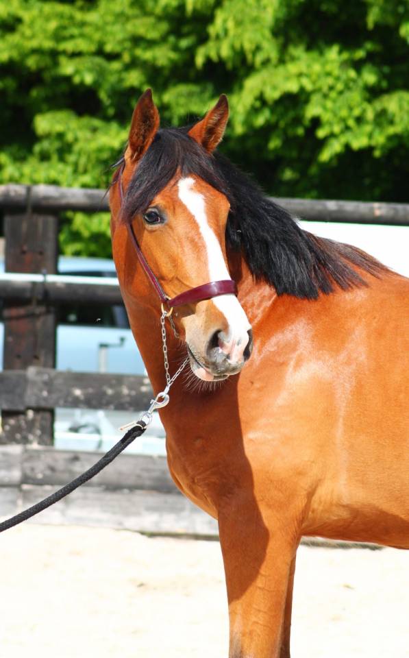 Jument dressage 2 ans 