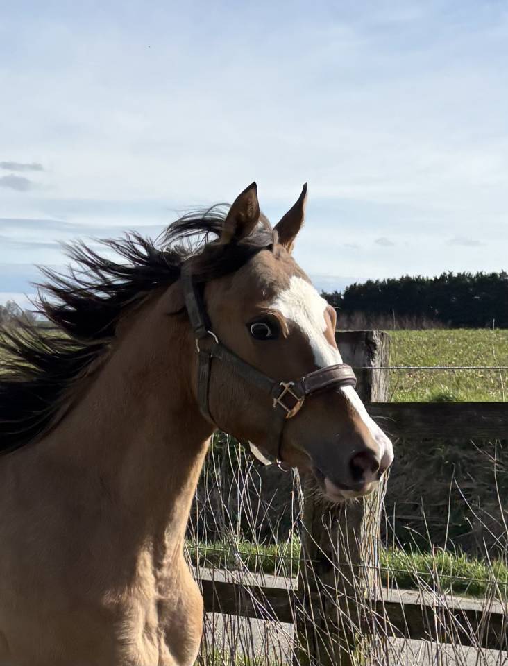 Jument appaloosa PP (ApHC) de 2024