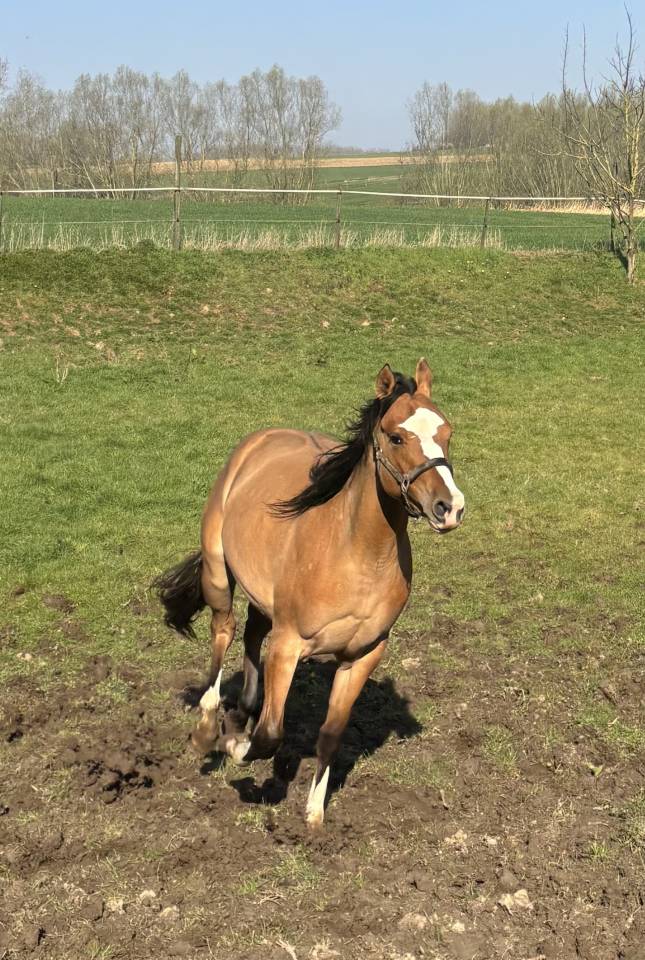 Jument appaloosa PP (ApHC) de 2024