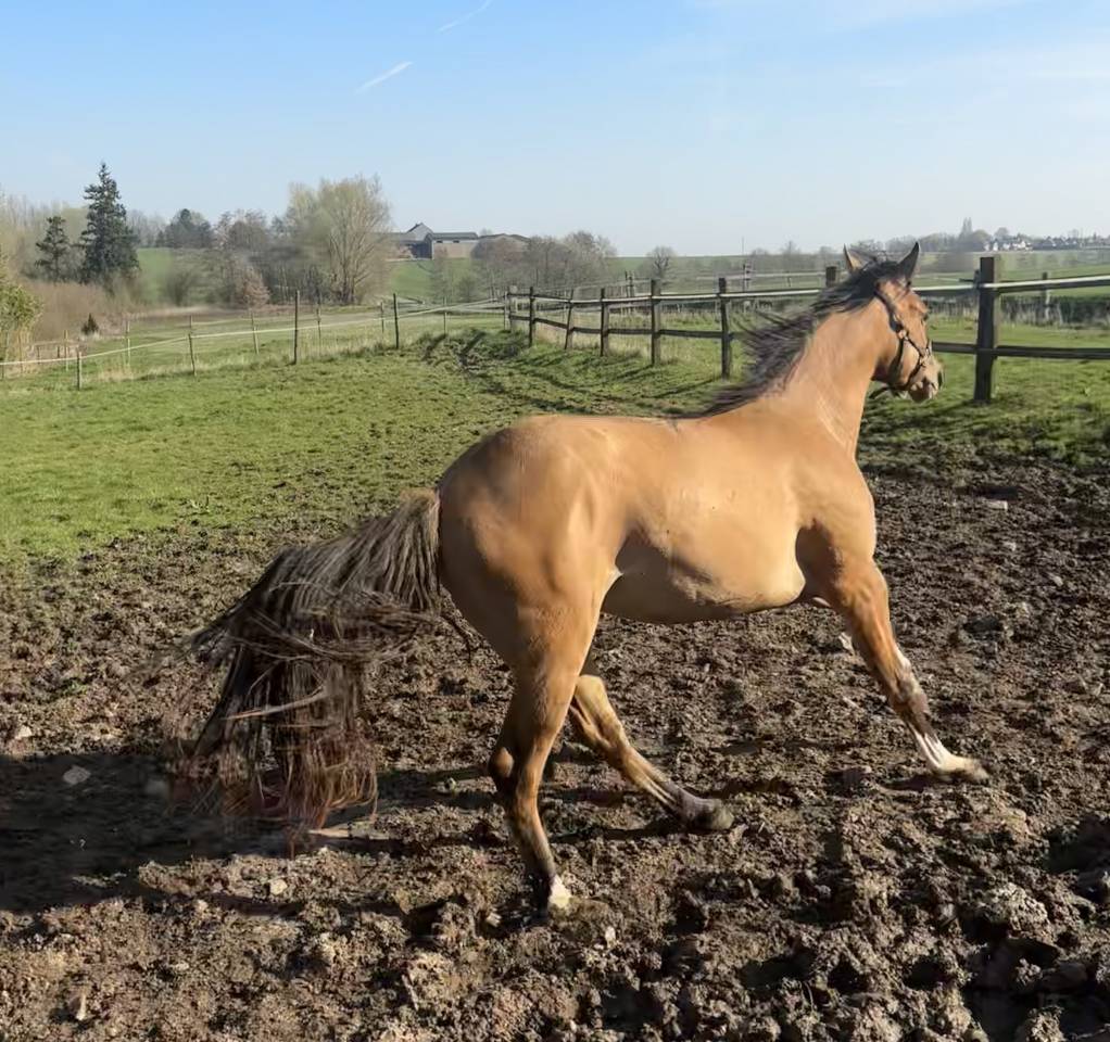 Jument appaloosa PP (ApHC) de 2024