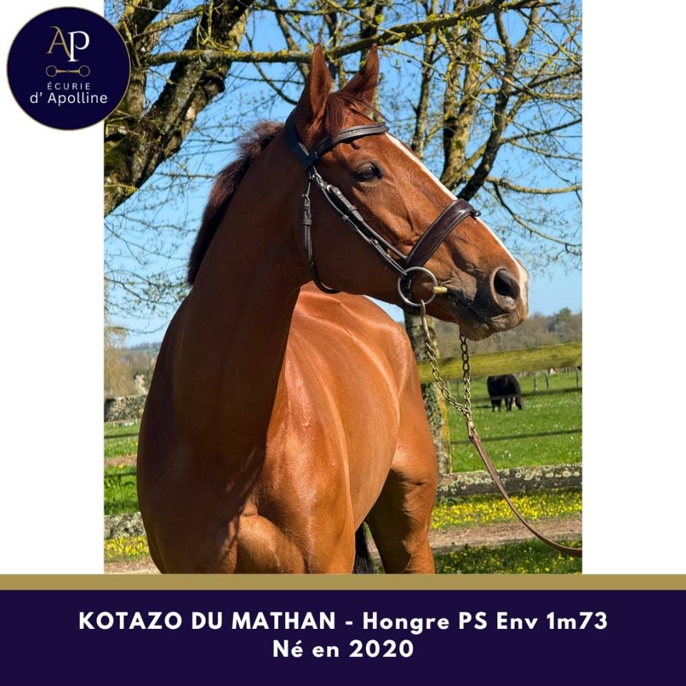 6 ans env 1m73 magnifique cheval pour tr&egrave;s bonne maison