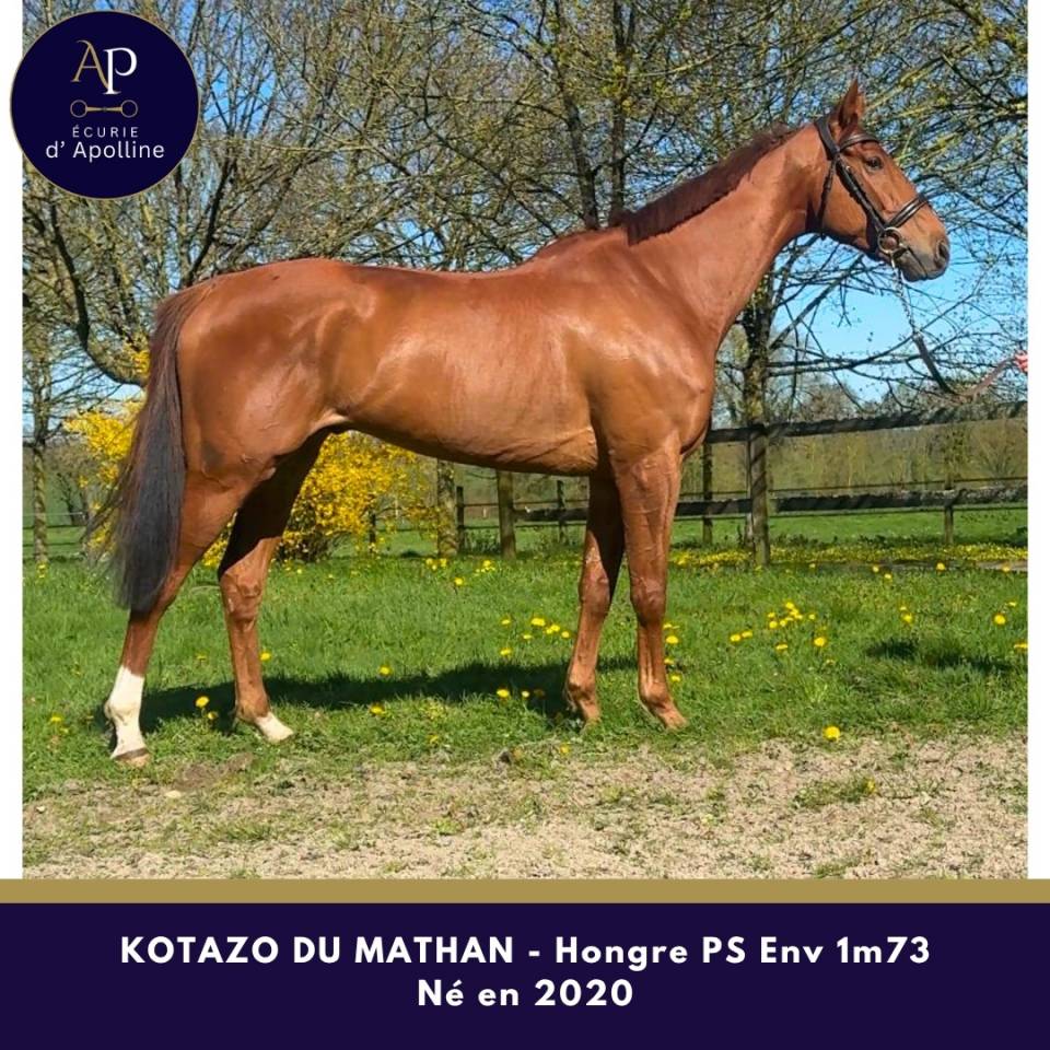 6 ans env 1m73 magnifique cheval pour tr&egrave;s bonne maison