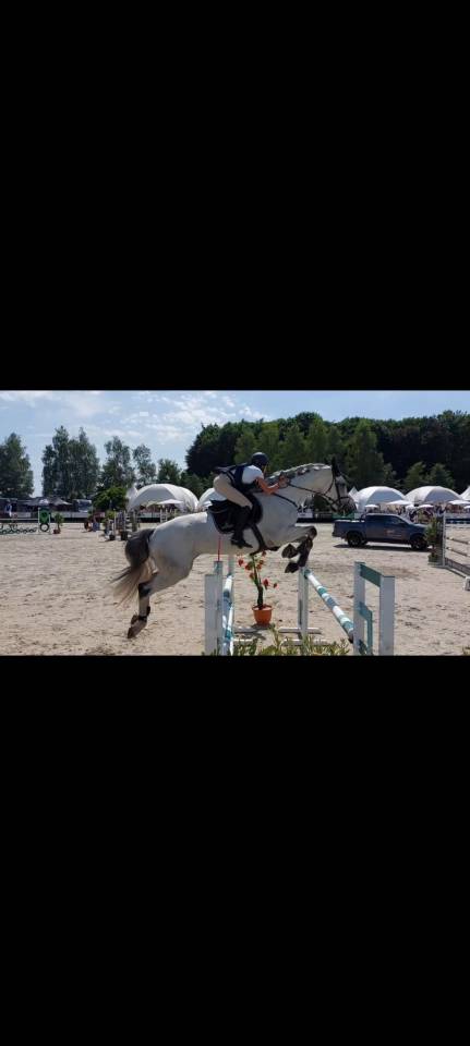 Cheval professeur / Sport a vendre