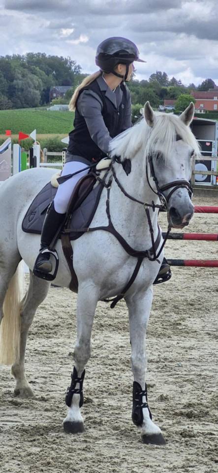 Cheval professeur  de 16 ans