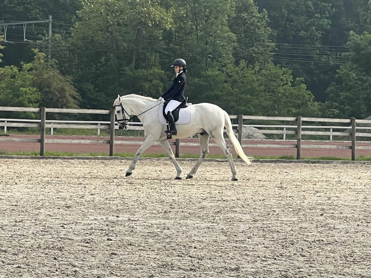 Cheval professeur  de 16 ans