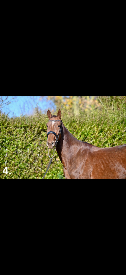 Tolanelo &ndash; 3 ans &ndash; 1,74 m &ndash; gros potentiel cso 