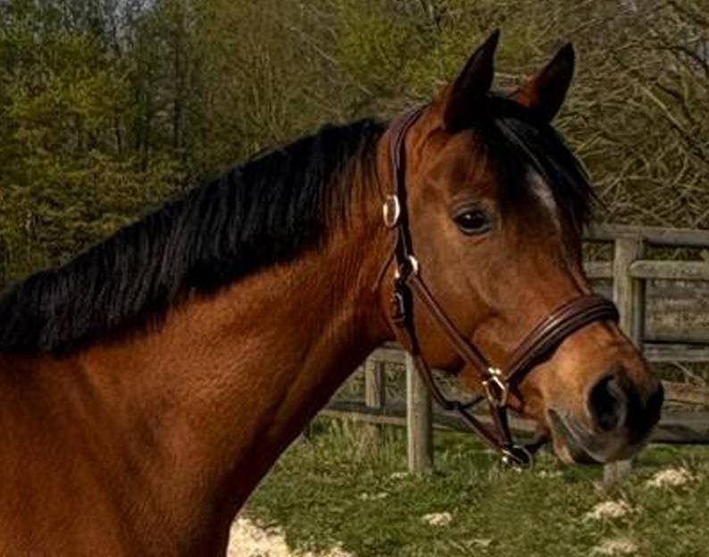 Magnifique Pur-Sang Arabe de 6 ans