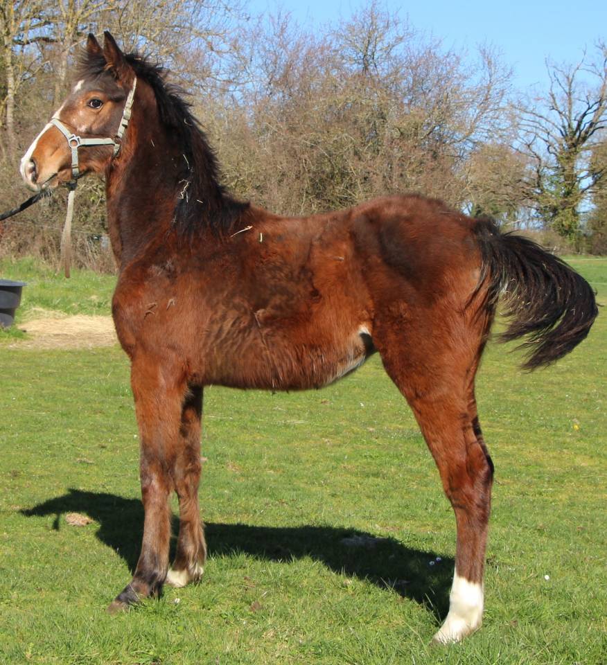 Poulain SF Itoki de riverland x cor de hus