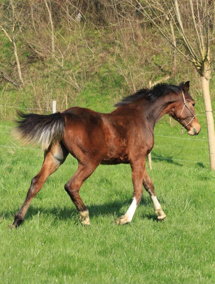 Magnifique poulain Zangersheide 