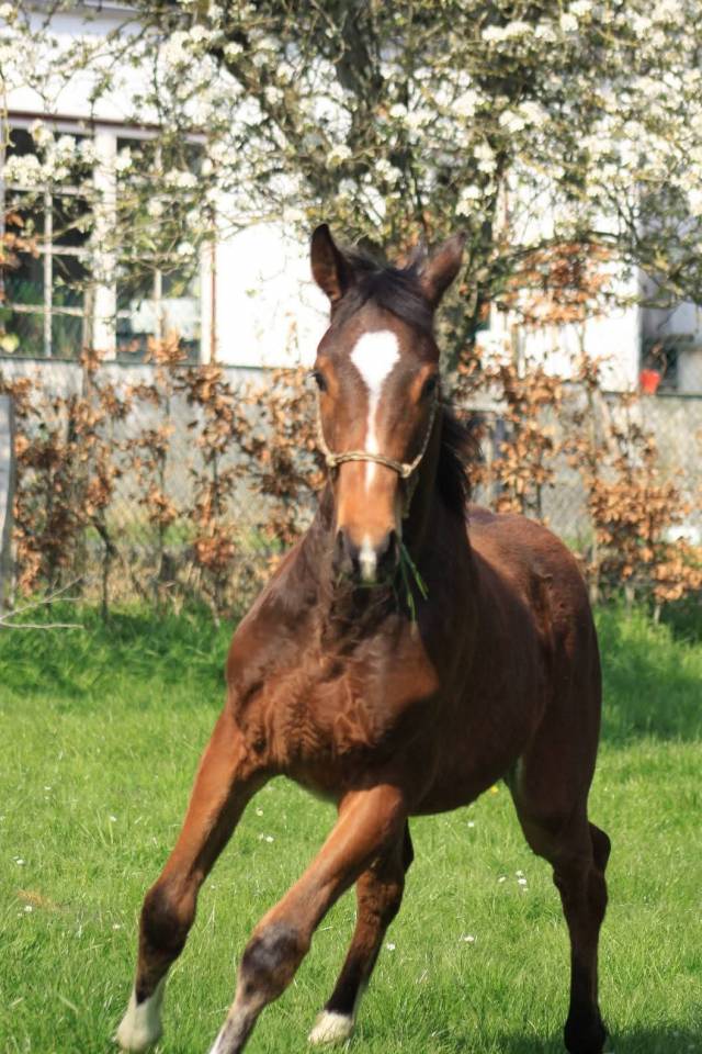 Magnifique poulain Zangersheide 