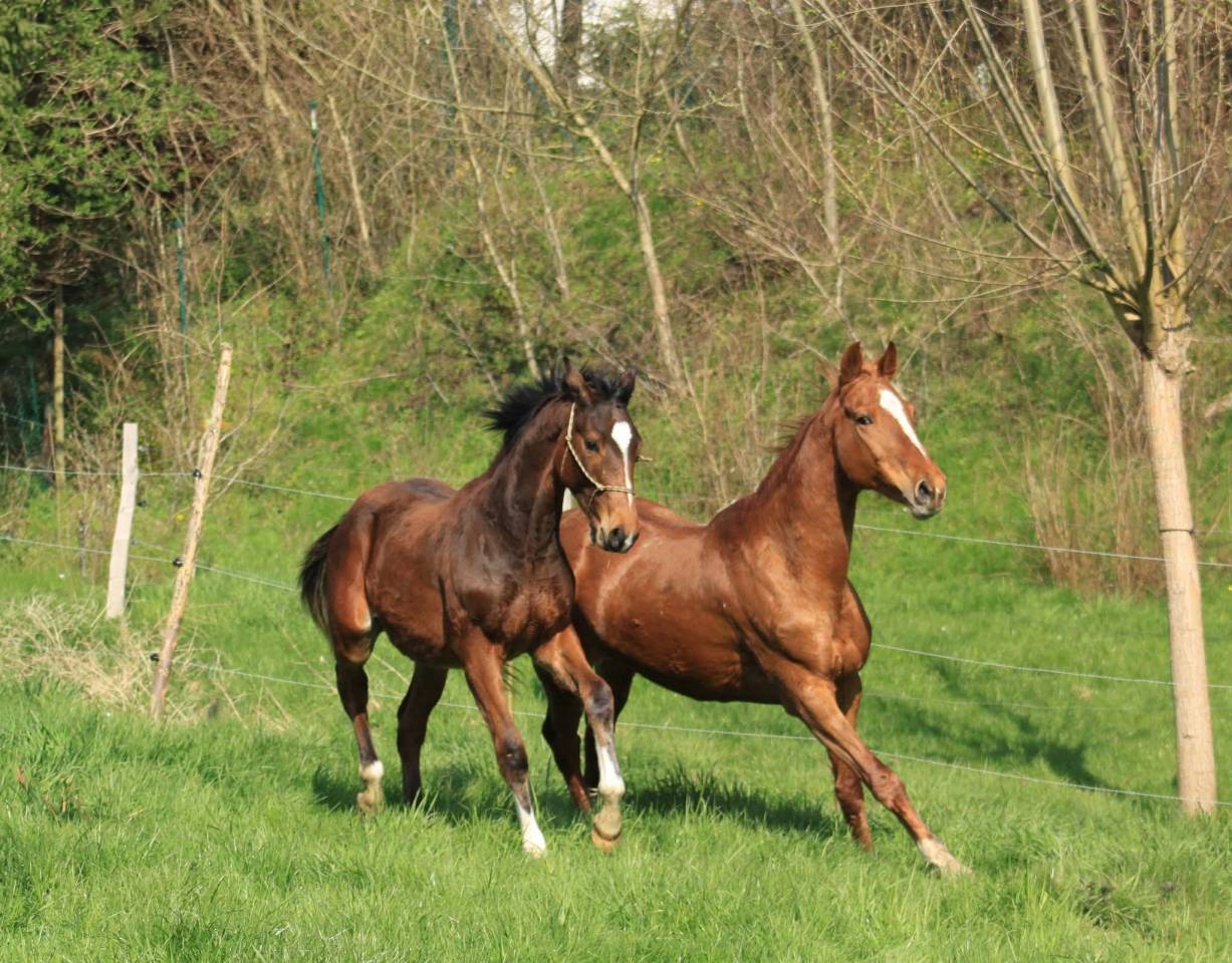 Magnifique poulain Zangersheide 
