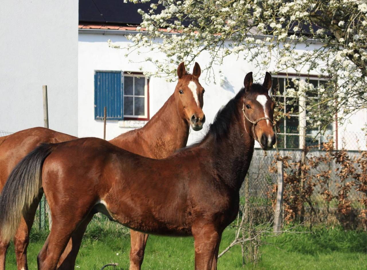 Magnifique poulain Zangersheide 