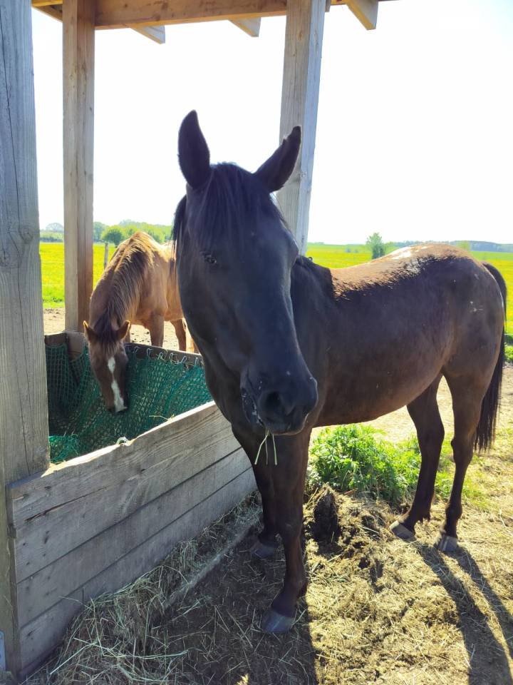 Poney Appaloosa noir cap&eacute;