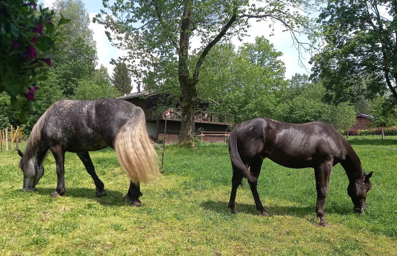 Poney Appaloosa noir cap&eacute;