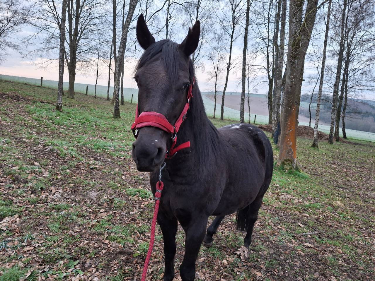 Poney Appaloosa noir cap&eacute;