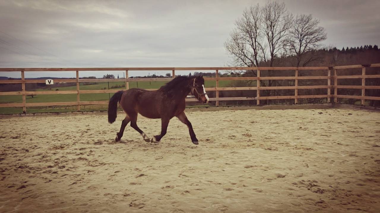 &Eacute;curie sur Sart-Custinne (Gedinne) &agrave; 5min du 08